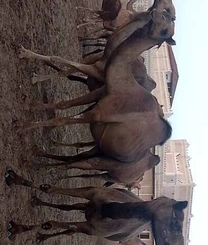 مزرعة الشيخ أبو مشاري - Abu Arish - +966 55 752 5123