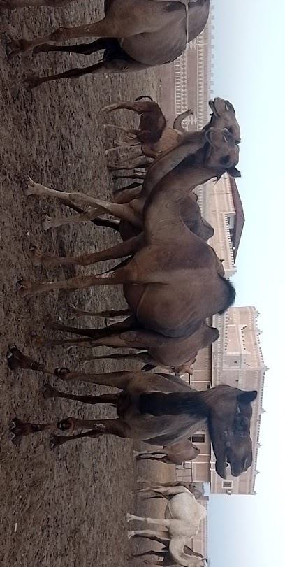 مزرعة الشيخ أبو مشاري - Saudi Arabia|Abu Arish 84421