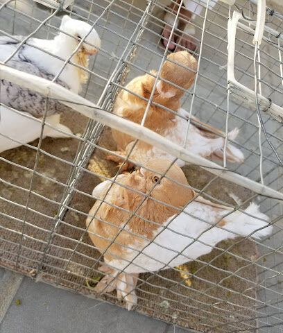 Saihat bird market - Saihat - +966 55 290 7092