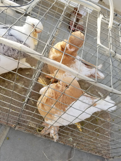 Saihat bird market - Saihat 32452