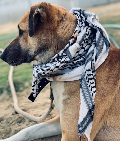 سحبة اللوقي - Safwa - +966 54 841 5836