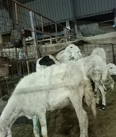 370 Cattle buy and sale - Mecca - +966 56 441 8795