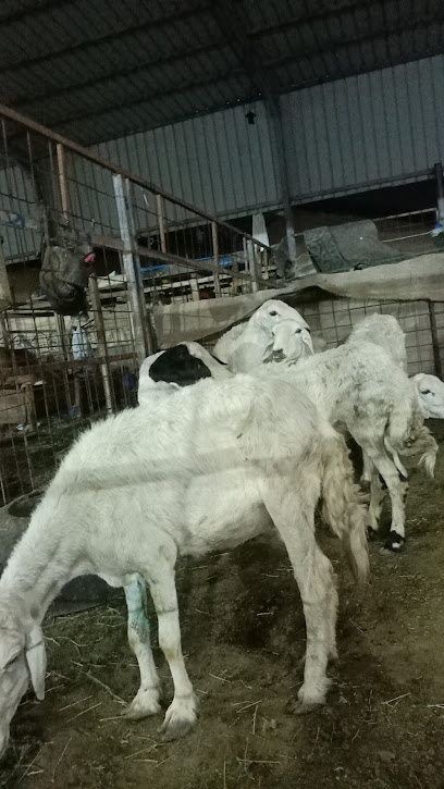 370 Cattle buy and sale - Saudi Arabia|Mecca 24211|Sooq Al ghanam main ishara Hadera non370