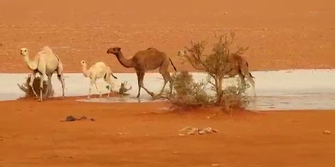 ابوعبدالرحمن القيعاني قصاب - Buraydah - +966 50 443 8826