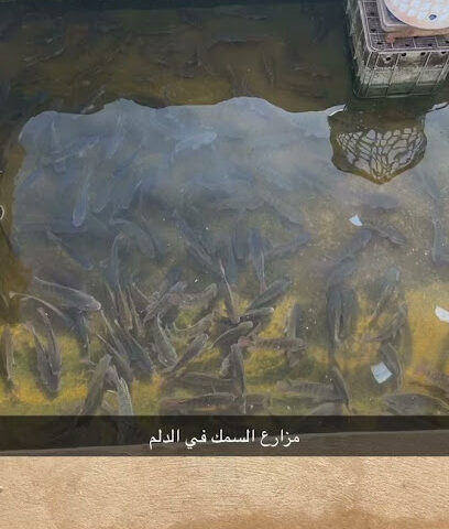 اسماك للبيع الصحنه - Ad Dilam -