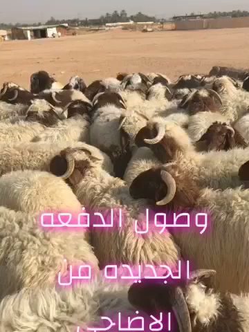 ملحمة جزل الذهبي الدلم الصحنة - Ad Dilam - +966 50 990 9161