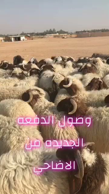 ملحمة جزل الذهبي الدلم الصحنة - Saudi Arabia|Ad Dilam 16323|Ash Shifa