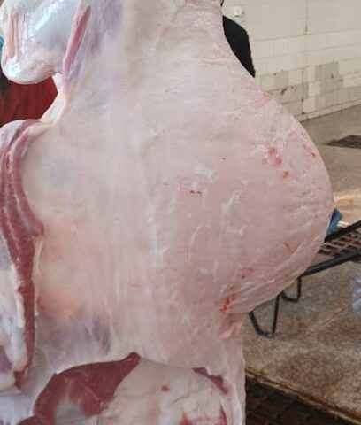 ملحمه حاشي الرمال - Najran - +966 55 073 4965