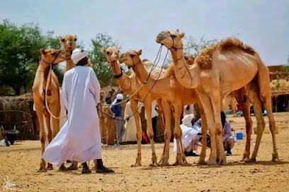 ملحمة درة سطام - Tabuk - +966 55 447 2759
