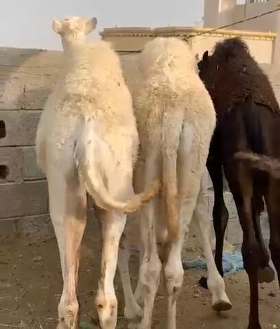 ملحمة مرابع الخير 2 - Khamis Mushait - +966 56 877 0466