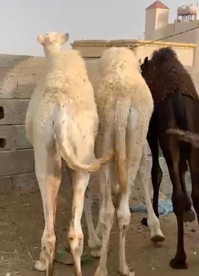 ملحمة مرابع الخير 2 - Saudi Arabia|Khamis Mushait 62454|Al Qafilah|Nasr Addin Al Tusyi