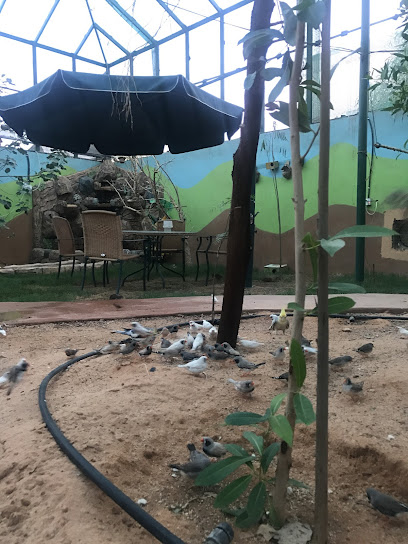 Amazon protected birds - Saudi Arabia|Tumair 15314|King Faisal|أبوبكر الصديق