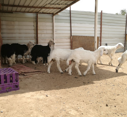 ذبايح أبو فهد - Najran - +966 50 119 9978