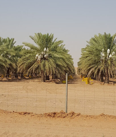 Dates Sadir factory - Al Majma'ah - +966 50 512 0299
