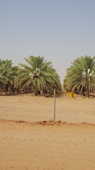 Dates Sadir factory - Saudi Arabia|Al Majma'ah 15383|5903
