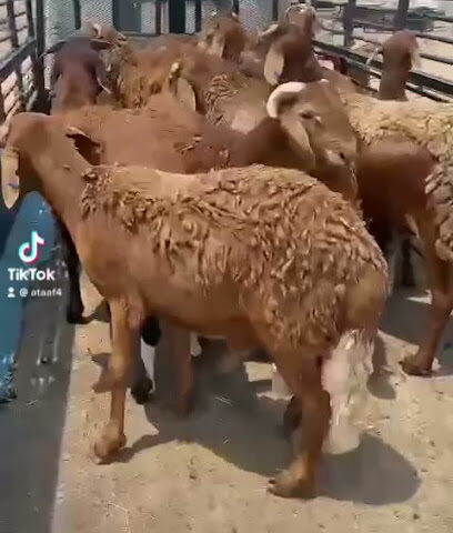 مراح أبو فهيد الحربي لتربية المواشي - Jeddah - +966 54 556 0819
