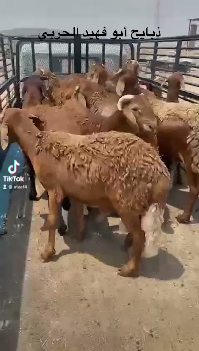 مراح أبو فهيد الحربي لتربية المواشي - Saudi Arabia|Jeddah 25327