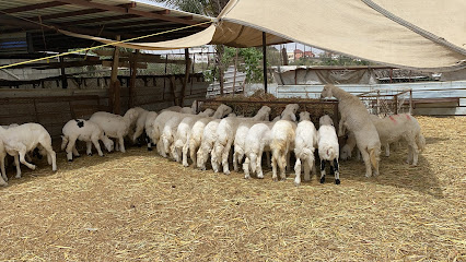 Al Ali Municipal Sheep Farm - Khamis Mushait - +966 55 244 5050