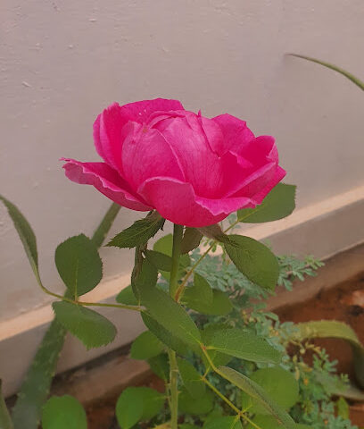 طيور ابووايل - Buraydah - +966 55 551 3398
