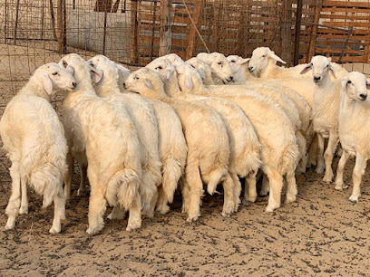 مراح ابو اصيل. للذبائح - Yanbu - +966 53 951 8545