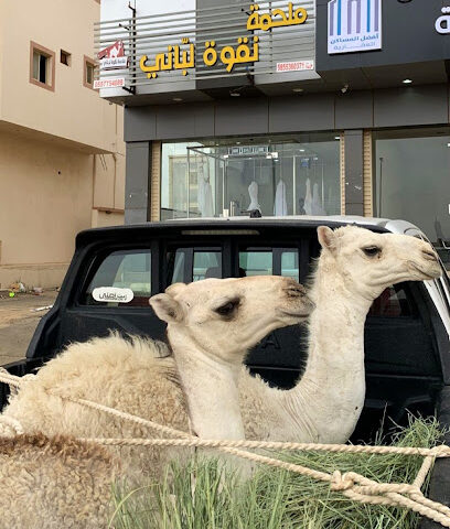 ملحمة نقوة لباني - Khamis Mushait - +966 55 775 4089