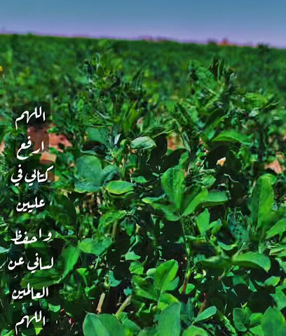 أبرار - Hail -