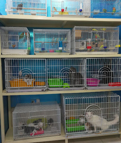 Wonderful fish and birds - Dammam - +966 56 036 3788