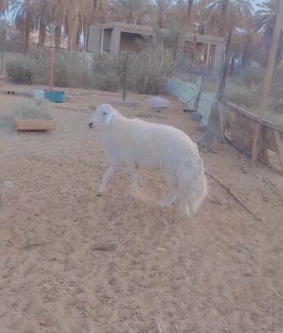 مراح مفخرة لنوادر الحري لصاحبه عايض بن بشر -  - +966 55 543 5567