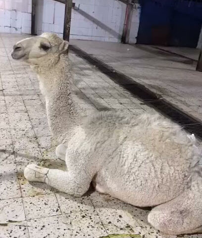 ملحمة رنيم الديرة - Hafar Al Batin - +966 53 113 7465
