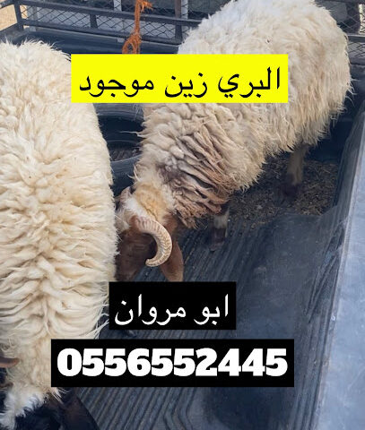 ابو مروان للذبايح -  - +966 55 655 2445