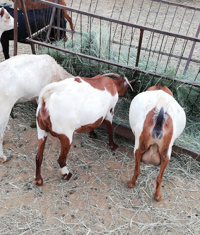 مزرعة العباس - حيد عبس، شارع زراعي - +966 58 000 0845