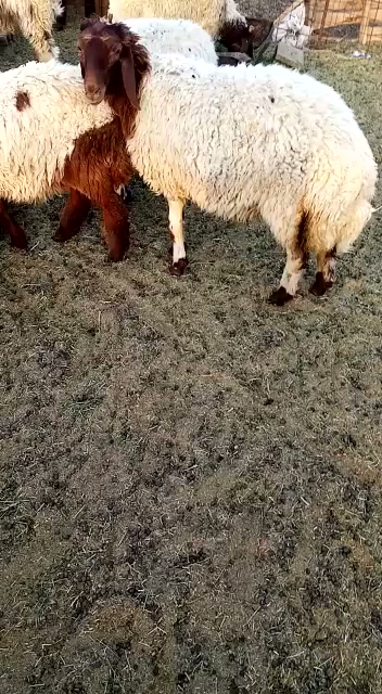 مسلخ خاص شاليهات تخيل - Saudi Arabia|54689، 54689،