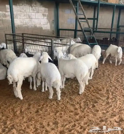أبو راشد للذبايح الحري و البلدي - Al Badi' - +966 50 084 0725