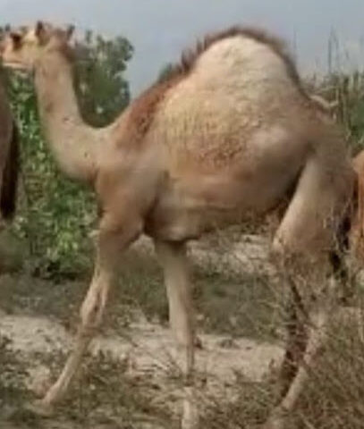 ملحمة حاشي الأمانة - مكة المكرمة - +966 53 438 5169