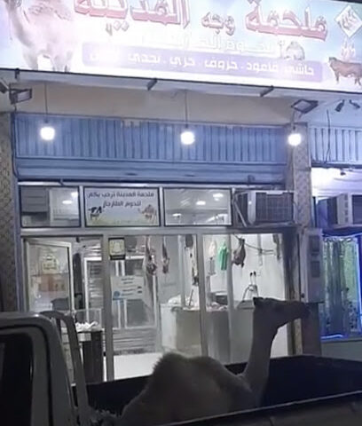 ملحمة وجه المدينه - Al Wajh -