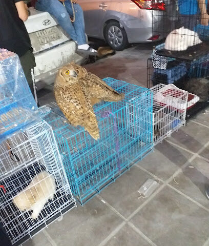 Birds Market - Riyadh -