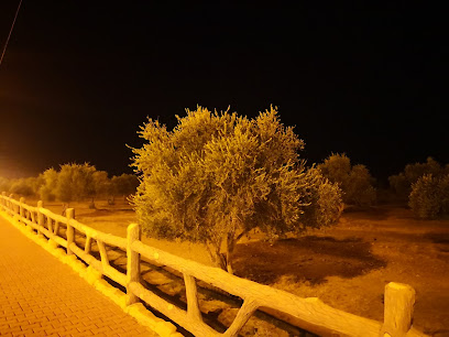 حديقة الزيتون -  -