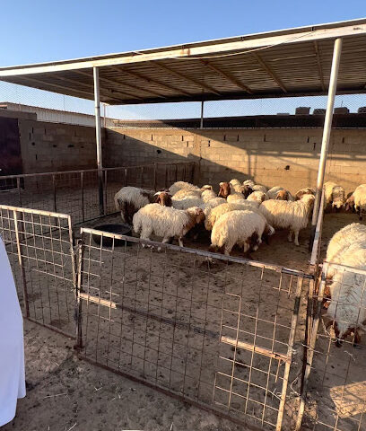 حوش ابو عبدالعزيز العنزي - Tabuk - +966 55 764 1172