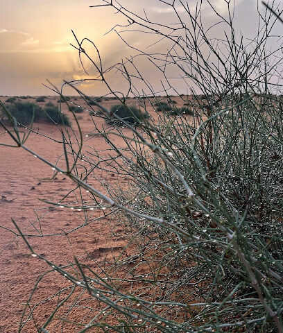 طبرجل - Tubarjal -
