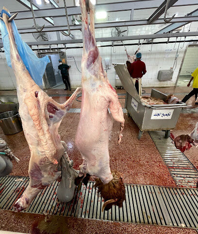 Anaam Slaughterhouse Riyadh - Riyadh -