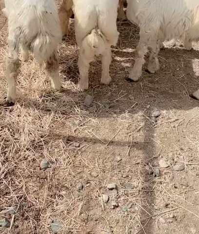 ذبايح ابو لمار - القلت - +966 54 324 6511