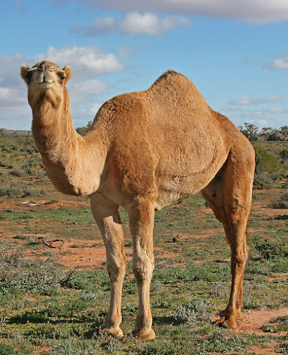حليب بل - Saudi Arabia|Aldaghasah 82763|VMW6+GM
