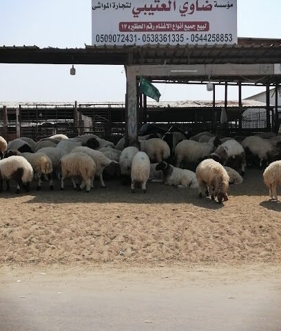 حظيرة ضاوي العتيبي لبيع الاغنام والتيوس البلدي - Al Khobar - +966 54 425 8853